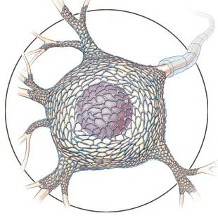 科学家们用氯胺酮或闪烁的光使小鼠大脑恢复活力