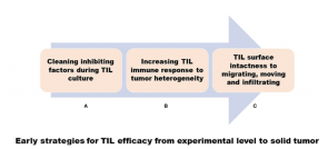 关于实体瘤中TIL疗效的几个问题