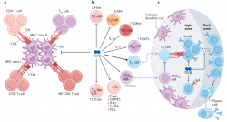 TGF-β对癌症免疫应答的调控