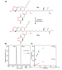 黑曲霉胺氧化酶降解伏马毒素的性质研究