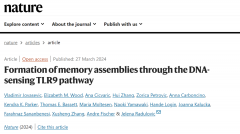 制造长期记忆需要神经细胞的损伤