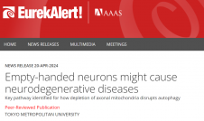 神经元轴突内线粒体的减少可能引发神经退行性疾病