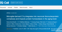 C1q蛋白在神经元功能和衰老中起关键作用