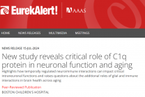 C1q蛋白在神经元功能和衰老中起关键作用