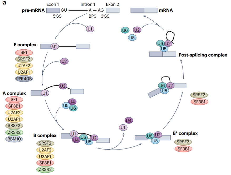 RNA剪接失调与癌症